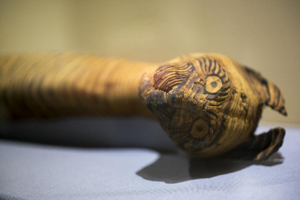 In this March 20, 2014 photo, a cat mummy, is displayed as part of the exhibit "Soulful Creatures: Animal Mummies in Ancient Egypt," at the Orange County's Bowers Museum in Santa Ana, Calif. The exhibition is on the ancient the mummification of animals in the Egyptian culture and religion. Drawn from the renowned collections of the Brooklyn Museum, Soulful Creatures features choice examples from among the many millions of mummies of birds, cats, dogs, snakes, and other animals preserved from at least thirty-one different cemeteries throughout Egypt. (AP Photo/Damian Dovarganes)