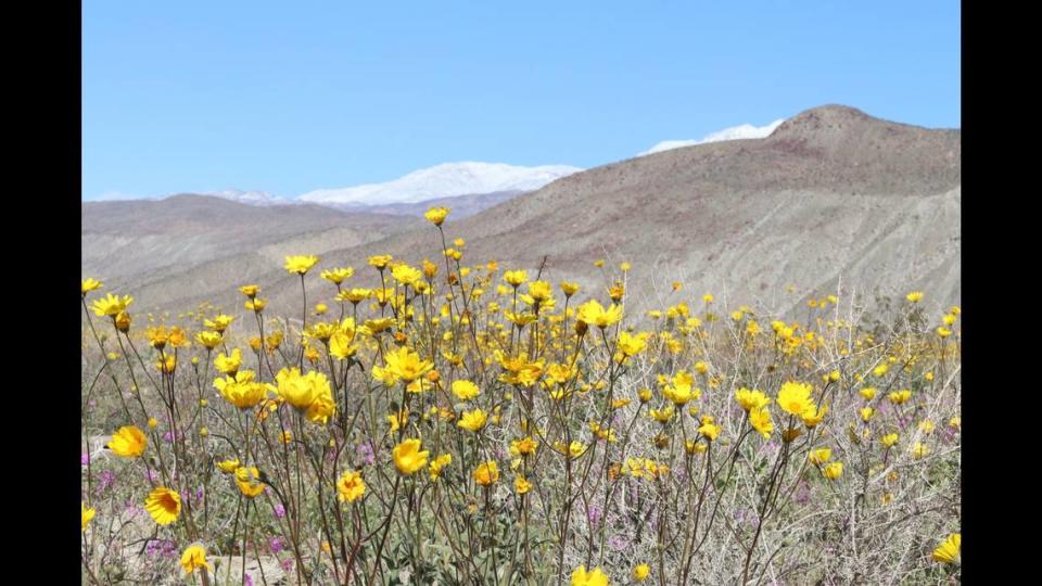 Wildflower blooms seen at Anza-Borrego Desert State Park in 2019.