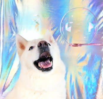 a dog staring at a bubble