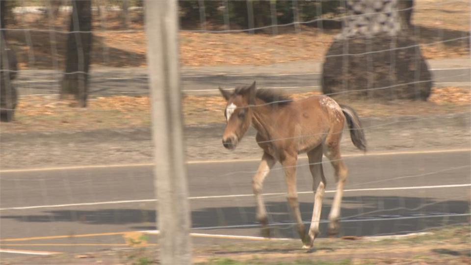 高雄市區驚見「騎車遛馬」 飼主未牽繫繩挨罰