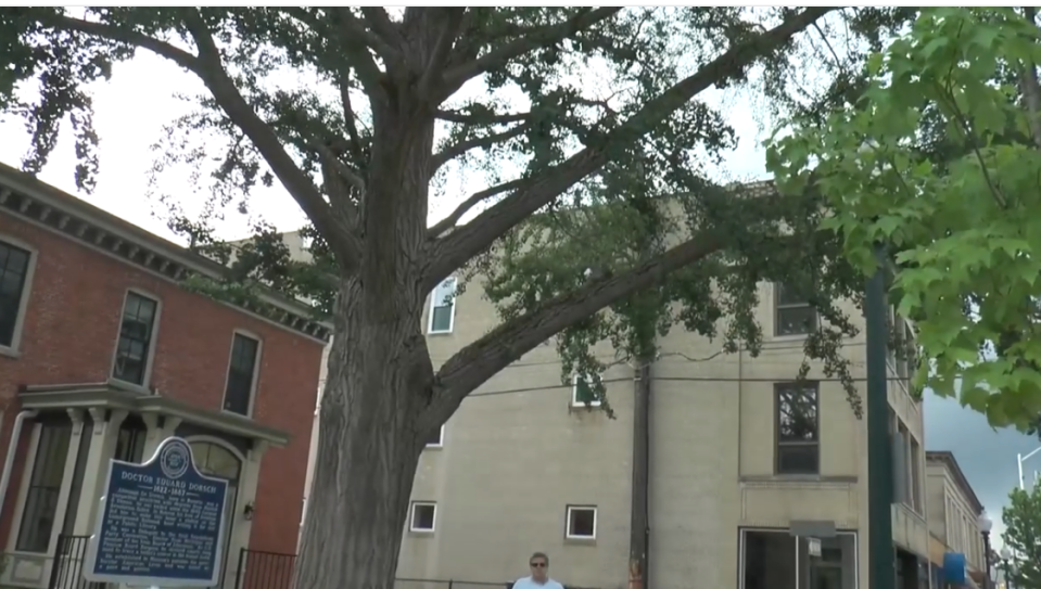 The ginkgo tree in front of the Dorsch Memorial Library Branch is shown. The annual leaf prediction contest has begun.
