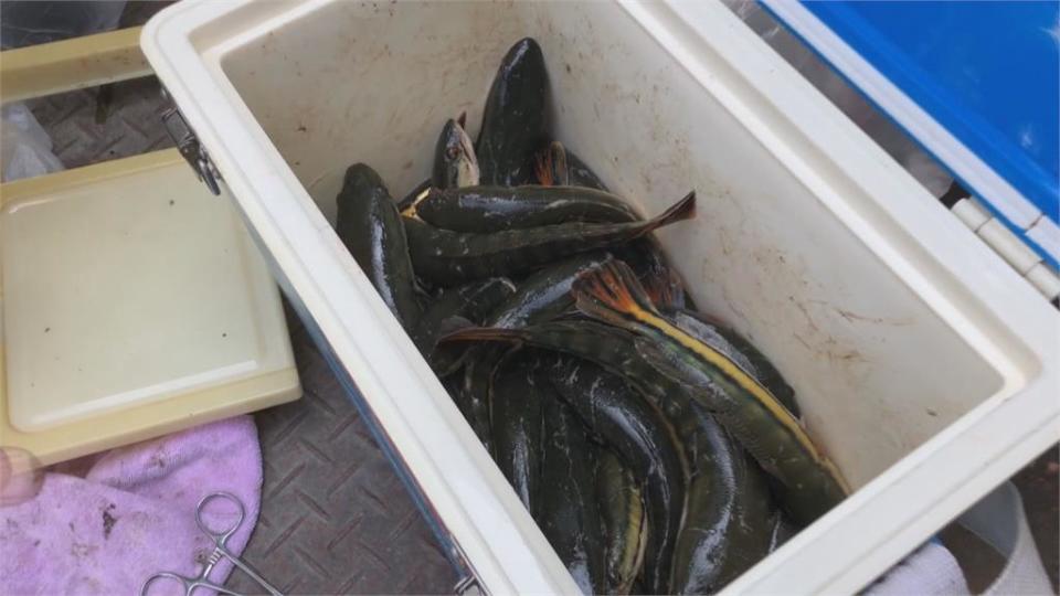 日月潭水位近全滿　「惡霸魚」魚虎又現蹤