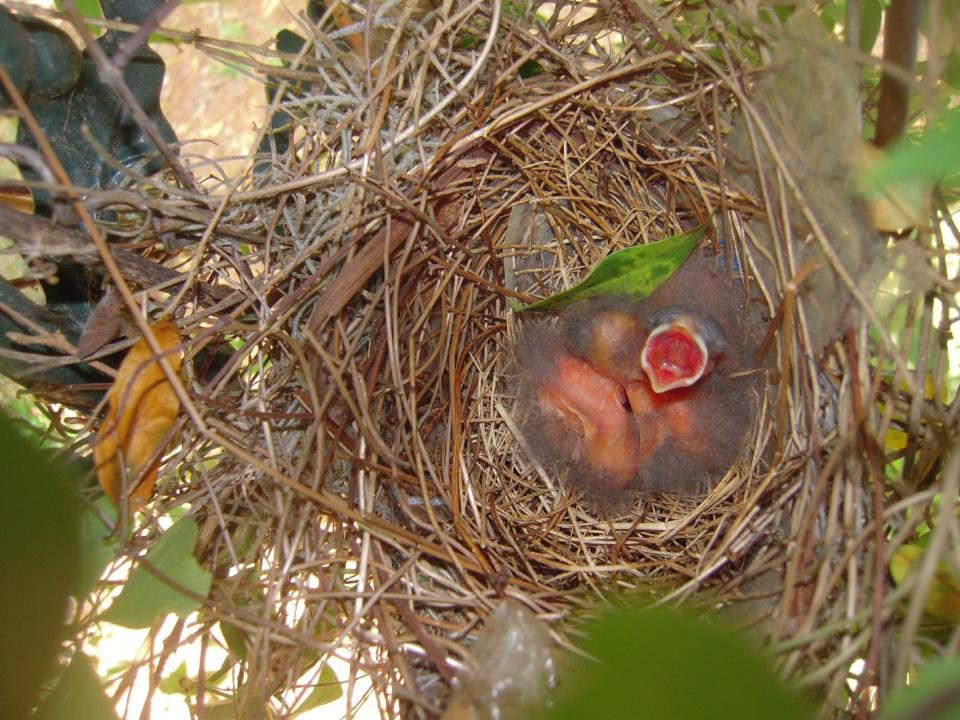Songbirds, such as the parents of these cardinals, don't forage far from their nest and it takes thousands of caterpillars to raise a clutch of four babies.