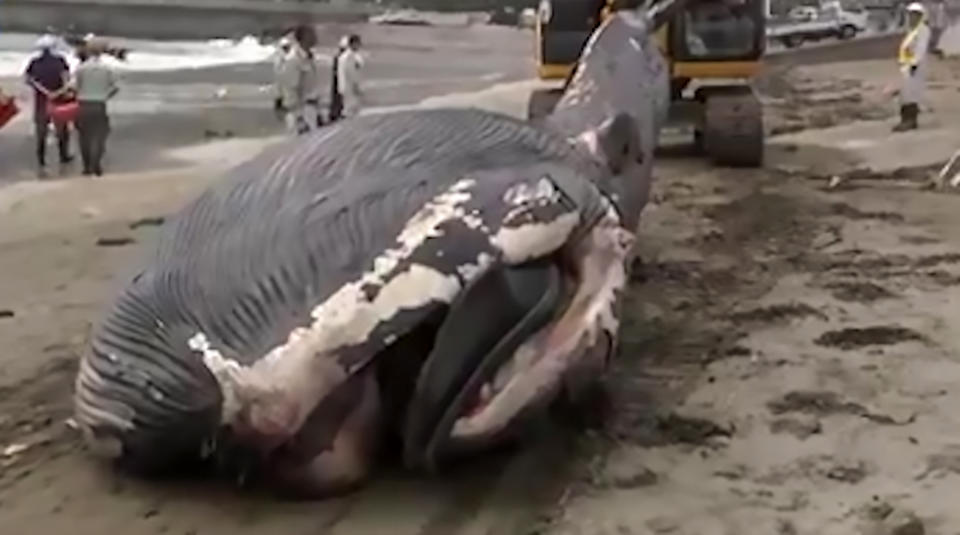  Expert have yet to clarify how the young whale died. (AsiaWire)