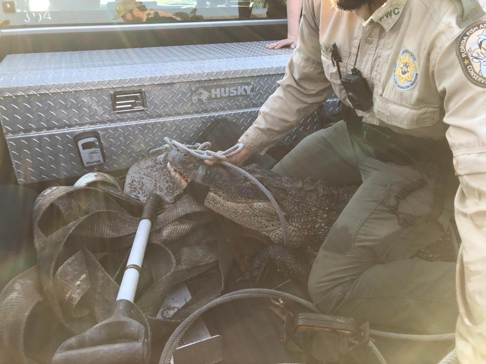 Alligator captured by wildlife officials. The alligator wandered into Mary Hollenback's home on March 28, 2024.