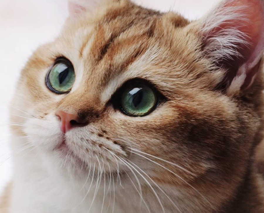 This teddy bear kitten — yes, you read that right — is so fluffy we can hardly stand it