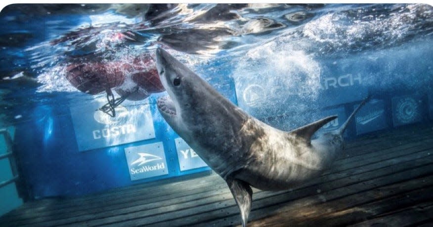 Jekyll, pictured, is a juvenile great white shark that was tagged by OCEARCH, a nonprofit research group. The shark is seen here during the tagging when it was captured off the coast of Jekyll Island, Georgia, on Dec. 9, 2022.