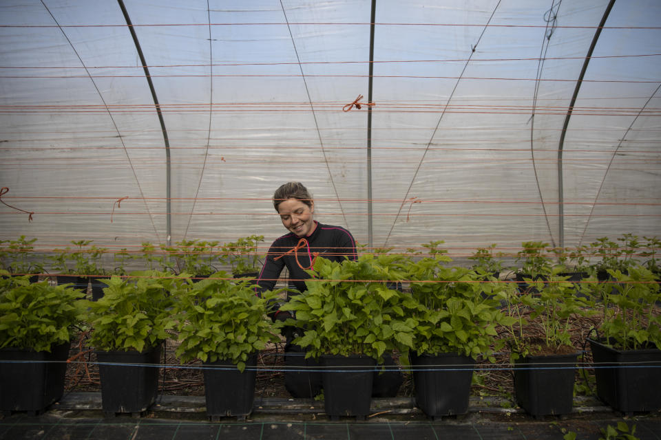 ROCHESTER, KENT - MARCH 31: Seasonal worker Anna Maria from Romania, tends to raspberries inside a Polytunnel ahead of the fruit picking season at a farm on March 31, 2020 in Rochester, Kent. Concerns over the short supply of seasonal workers are growing with an estimated 90,000 positions needed to be filled. The charity 'Concordia' has warned the government that unless people can be brought in to pick fruit and vegetables, much of that produce will simply rot away. Many of the eastern European countries that usually supply the demand for workers, such as Bulgaria, are currently on lockdown. The Coronavirus (COVID-19) pandemic has spread to many countries across the world, claiming over 30,000 lives and infecting hundreds of thousands more. (Photo by Dan Kitwood/Getty Images) (Photo by Dan Kitwood/Getty Images)
