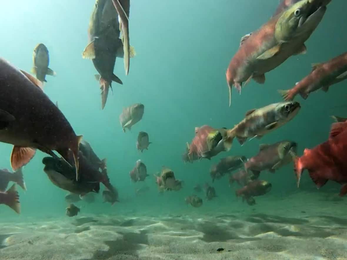 Many Indigenous nations have carried a deep spiritual connection with salmon but threats like habitat loss, climate change and human development from hydroelectric dams and fish farms have decimated salmon numbers.  (CBC - image credit)