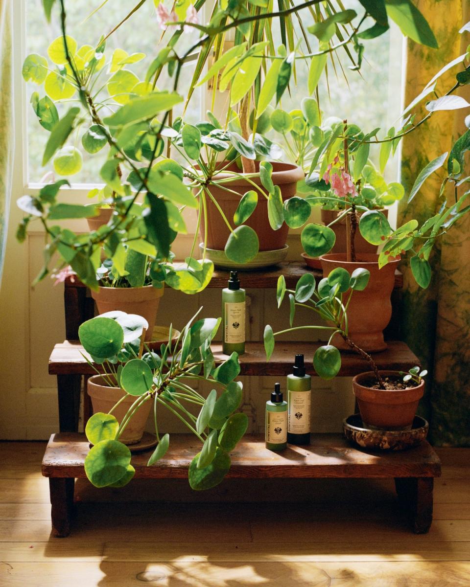 ‘Embracing houseplants is like painting your space with life’ (Clementine Passet)