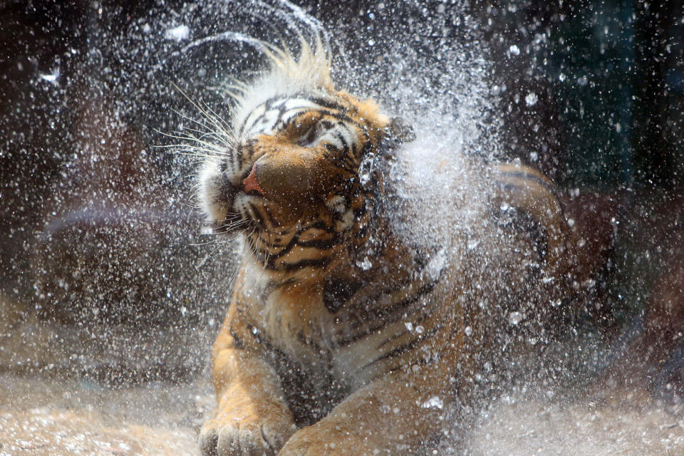 A tiger takes the outdoor shower