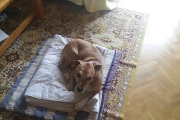 Excalibur, the dog of Spanish nurse Teresa Romero Ramos who contracted Ebola, lies on the floor in this undated handout photo provided on October 8, 2014. Madrid regional authorities said they would euthanize the nurse's dog Excalibur to avoid possible contagion, sparking an outcry by animal rights activists to save the dog. REUTERS/Handout courtesy of Javier Limon (SPAIN - Tags: HEALTH ANIMALS) ATTENTION EDITORS - THIS PICTURE WAS PROVIDED BY A THIRD PARTY. REUTERS IS UNABLE TO INDEPENDENTLY VERIFY THE AUTHENTICITY, CONTENT, LOCATION OR DATE OF THIS IMAGE. FOR EDITORIAL USE ONLY. NOT FOR SALE FOR MARKETING OR ADVERTISING CAMPAIGNS. THIS PICTURE IS DISTRIBUTED EXACTLY AS RECEIVED BY REUTERS, AS A SERVICE TO CLIENTS. NO SALES. NO ARCHIVES