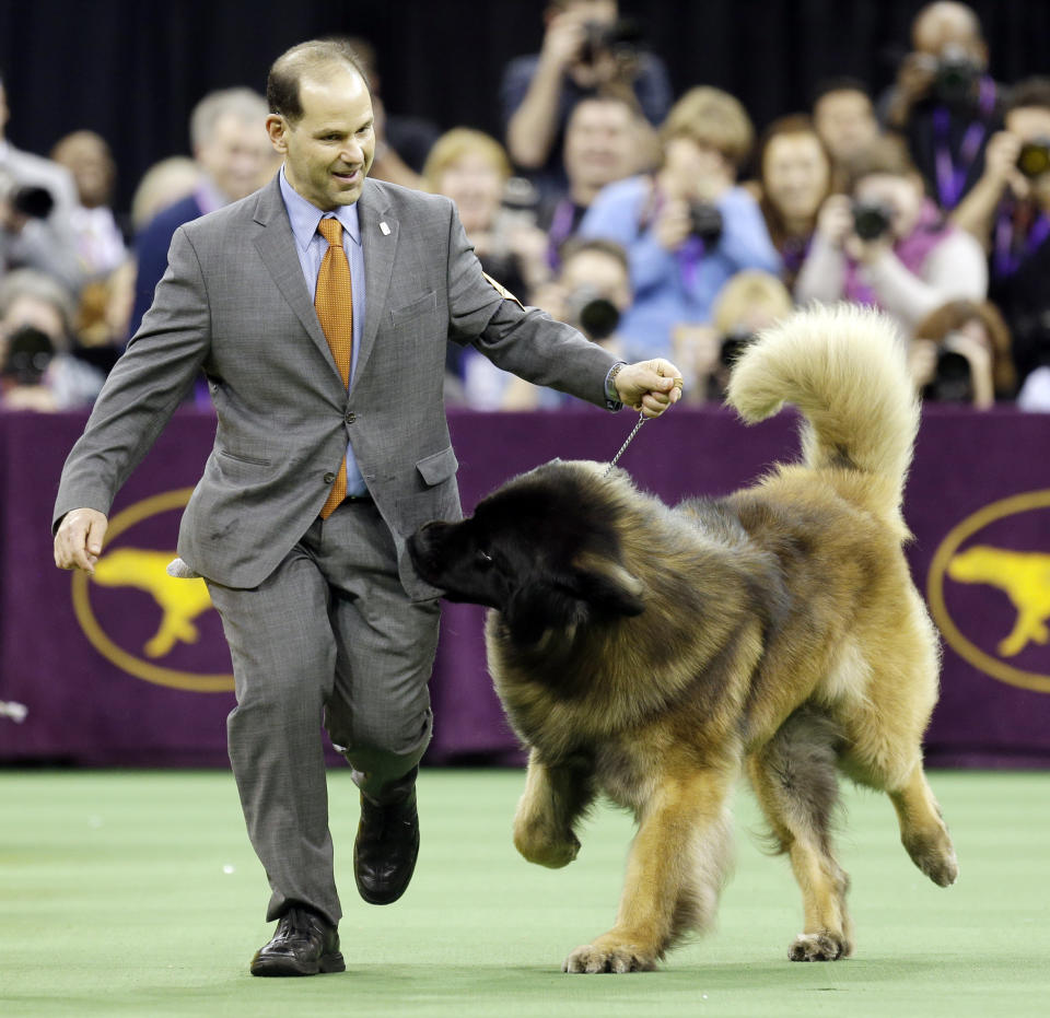 FILE - Dario, a Leonberger, tries to get at the treats in Sam Mammano's pocket during the working group competition at the 140th Westminster Kennel Club dog show at Madison Square Garden in New York, in this Tuesday, Feb. 16, 2016, file photo. Winning wasn’t on this big guy’s mind when he romped around the ring in the 2016 working group competition. (AP Photo/Seth Wenig, File)