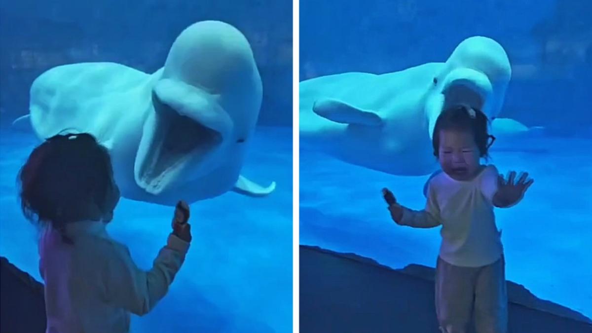 'Evil' beluga whale scares child at aquarium