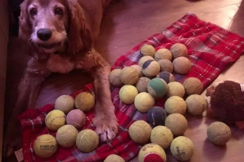 A dog with her collection of tennis balls