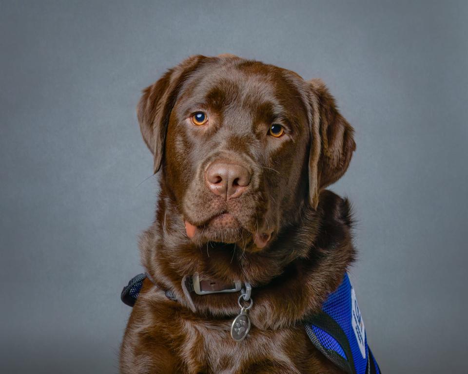 Paradise Dog Training in Fenton offers in-home dog obedience classes. Pictured is Luna, who works at Charyl Stockwell Academy in Howell.