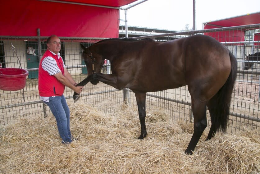 Trainer Richard Baltas, who employs groom Raul Aguilar, stretches out the front leg of race horse "Two Thirty Five" who was set to compete later in the day on August 21, 2019. The horse won the race.