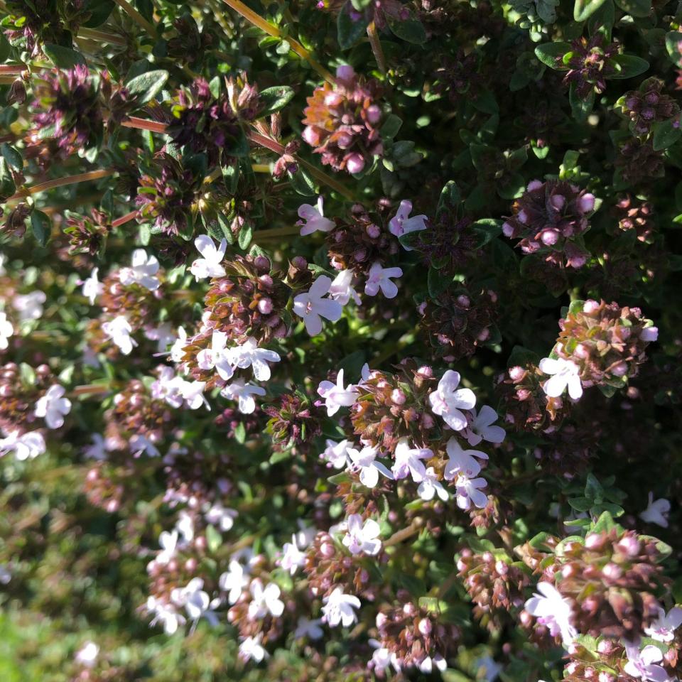 Orange-scented thyme