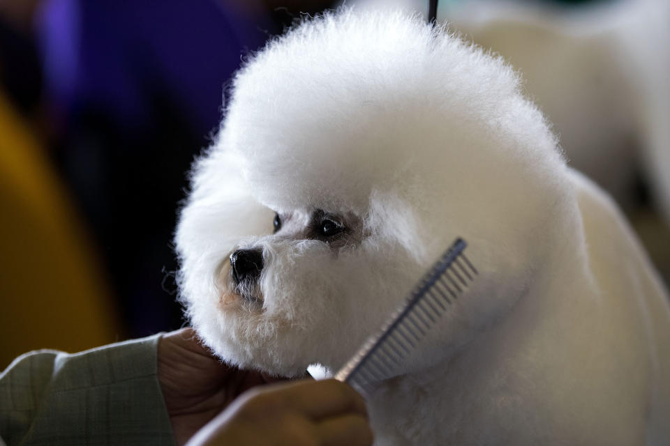 141st Westminster Kennel Club Dog Show