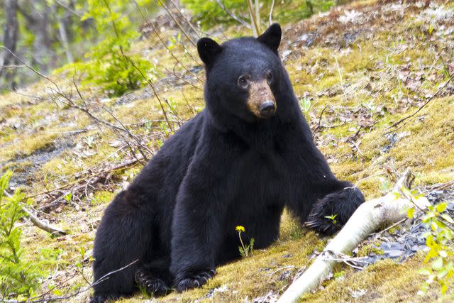 Getty Images Black bear.