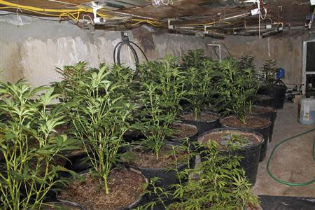 An indoor marijuana farm, also known as a "grow house", is seen in an empty swimming pool, concealed by a thick slab of concrete, in this undated handout photo provided by Miami-Dade County Police Department in Miami, Florida on January 31, 2014. REUTERS/Miami-Dade Police Dept/Handout via Reuters