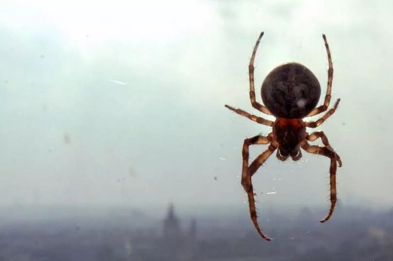 A spider climbs on a window