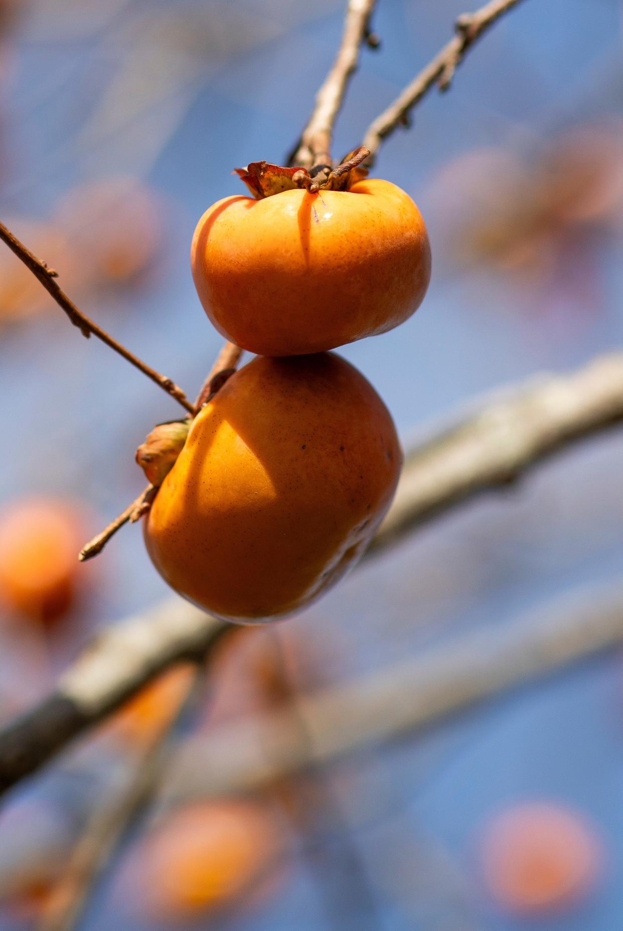 Oriental persimmon is a tasty fruit that can easily be grown in Northeast Florida.