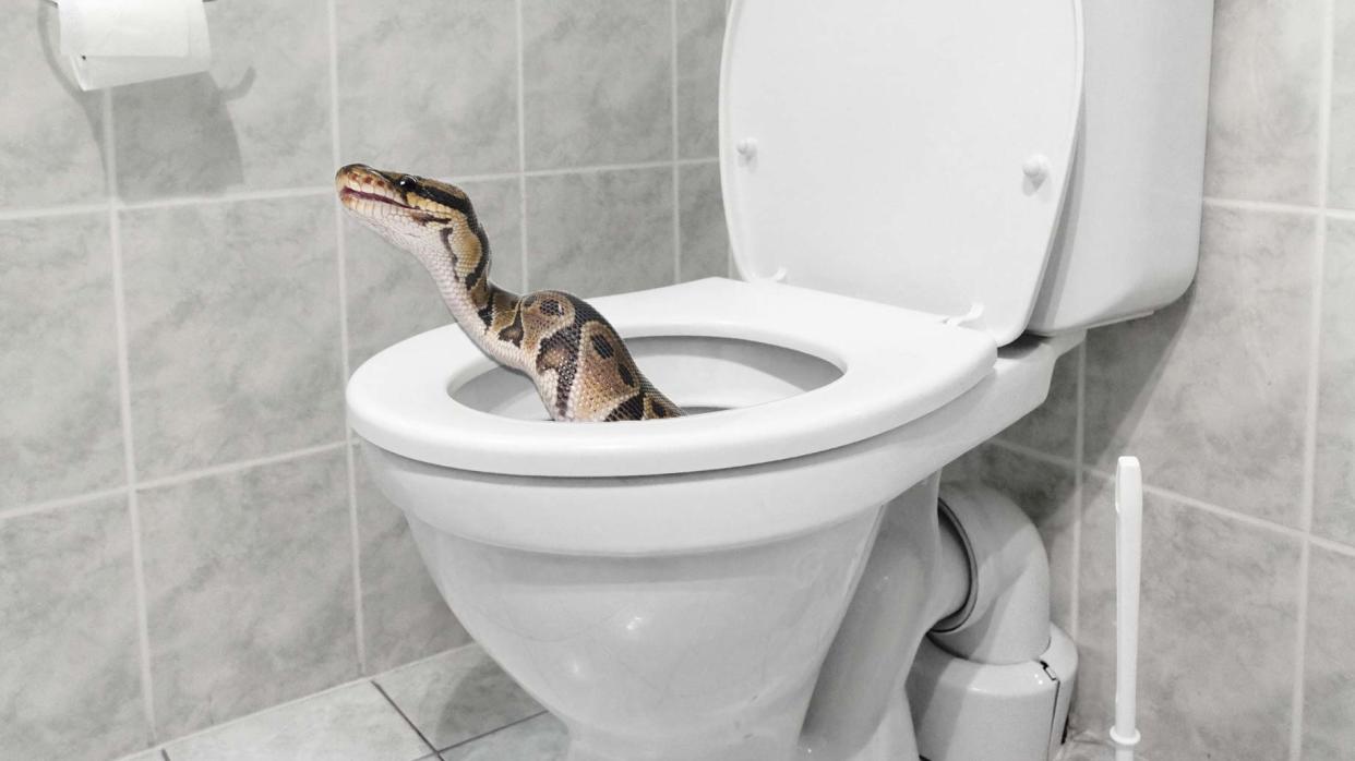 snake in toilet