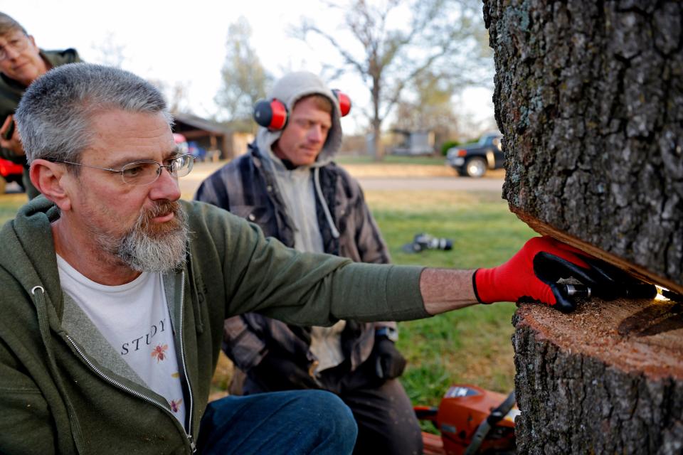 Tom Menasco, left, looks inside a tree with a beehive March 16 as he Taylor Mick prepare to move it to a different property.