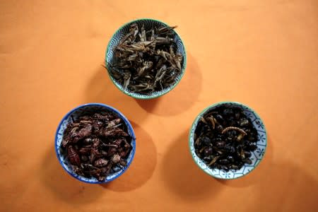 Prepared insects are pictured in the house of biologist Paniagua in Grecia