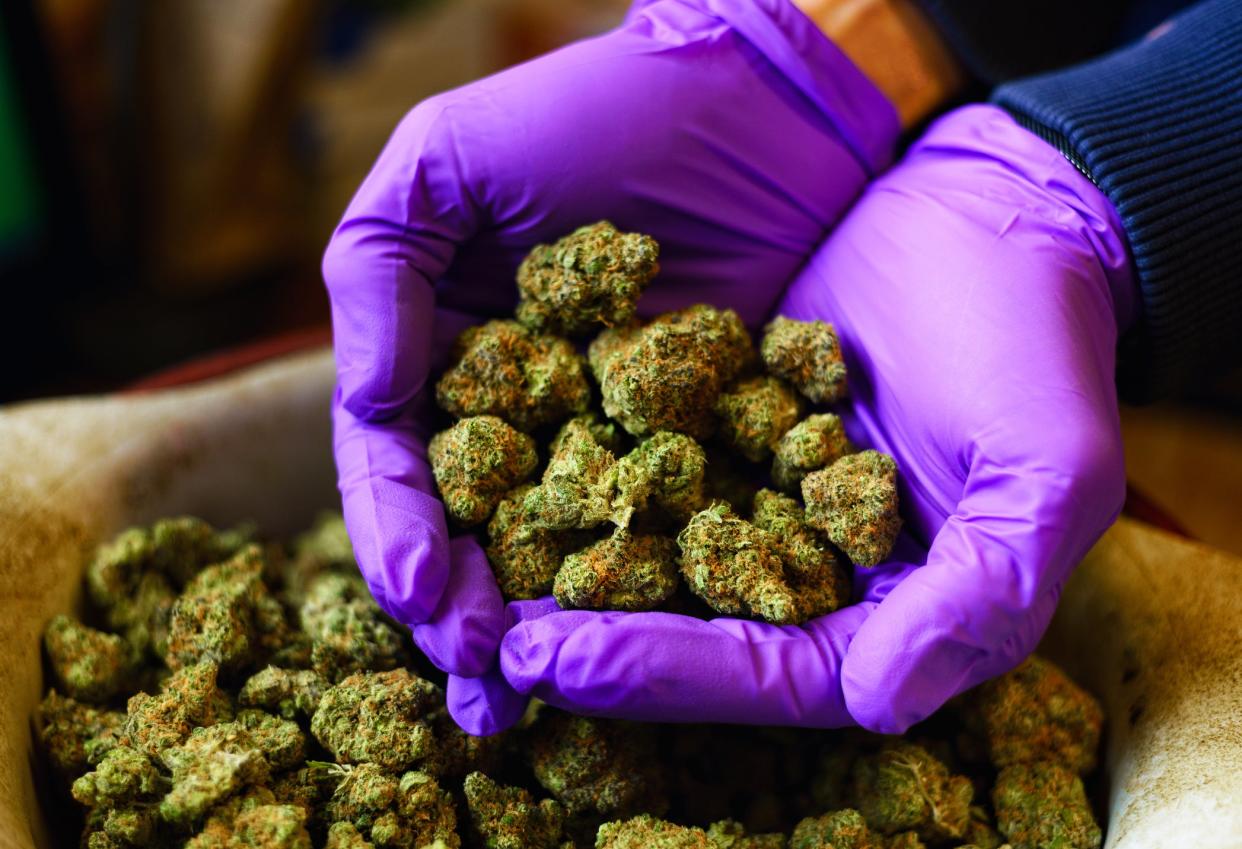 <p>Hands with Purple Latex Gloves Holding Marijuana Buds</p> (Getty Images)