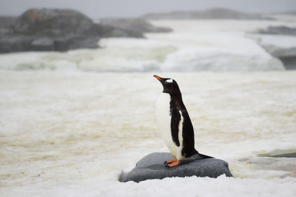 <p>A Gentoo is pictured in Petermann Island, Antarctica, on March 2, 2016. (Photo: Eitan Abramovich/AFP/Getty Images) </p>