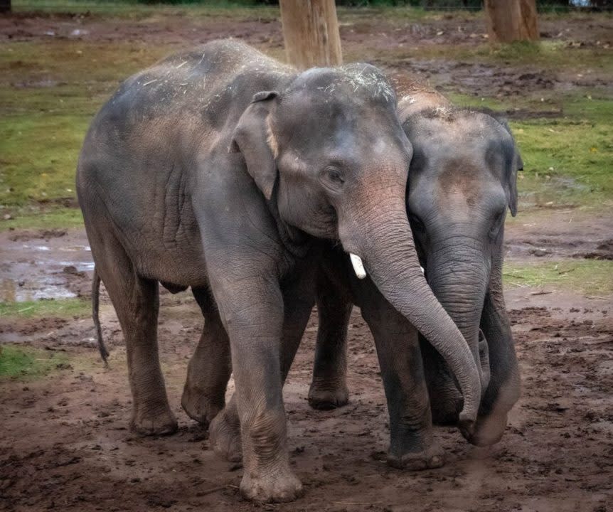 OKC Zoo announces pregnancies of two Asian elephants. Image courtesy OKC Zoo and Botanical Garden.