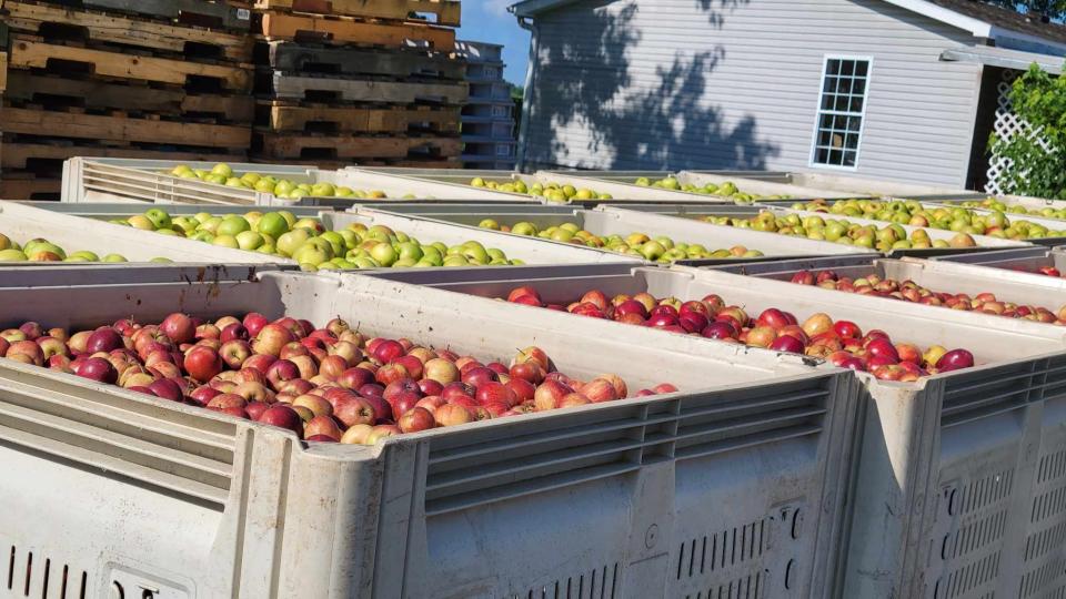 A variety of apples in crates are in line for pressing on July 11 at Bold Rock Mills River.