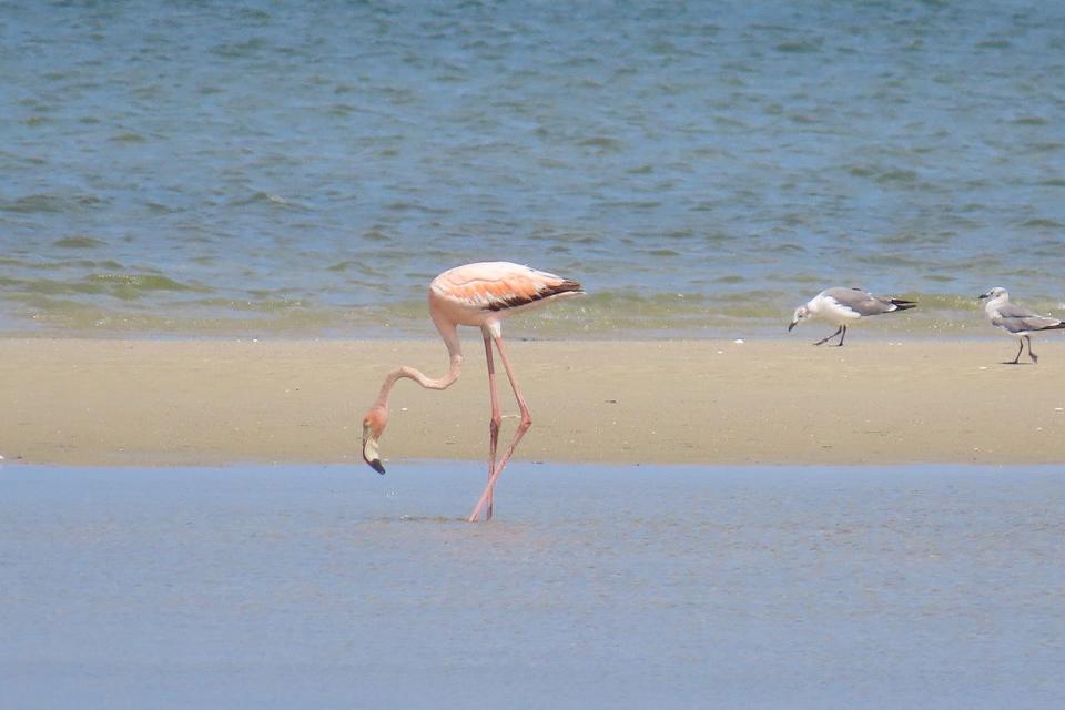 Cape birder Mary Jo Foti photographed an American flamingo at Chapin Beach in Dennis on July 15.