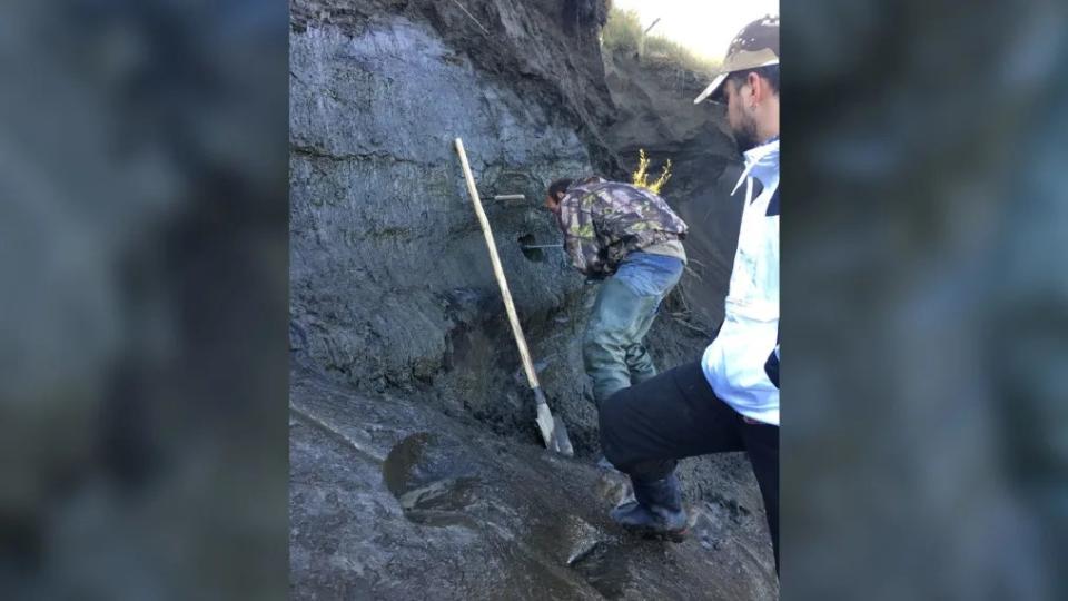 Se analizaron núcleos de tierra extraídos del permafrost siberiano para detectar virus congelados. (Jean-Michel Claverie/IGS/CNRS-AM)