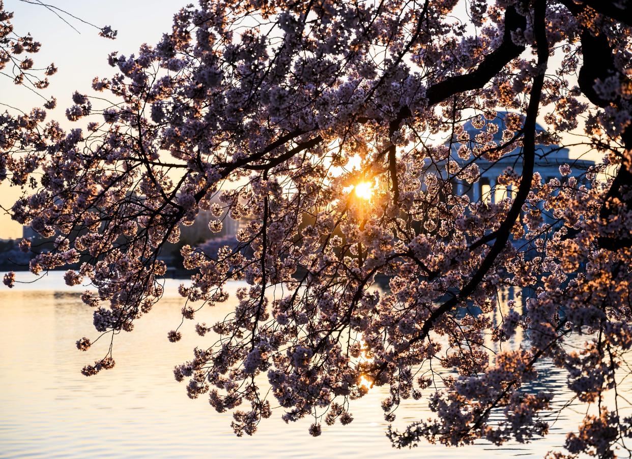 Cherry blossoms near the Jefferson Memorial as the sun rises at the Tidal Basin in Washington, D.C., on April 3, 2019. (Photo: ANDREW CABALLERO-REYNOLDS/AFP/Getty Images)