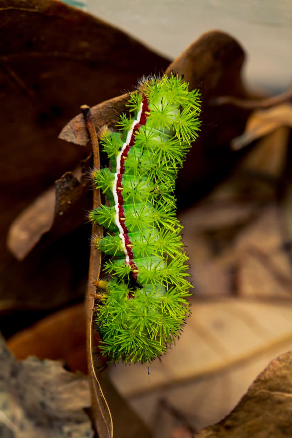 11) Io Moth Caterpillar