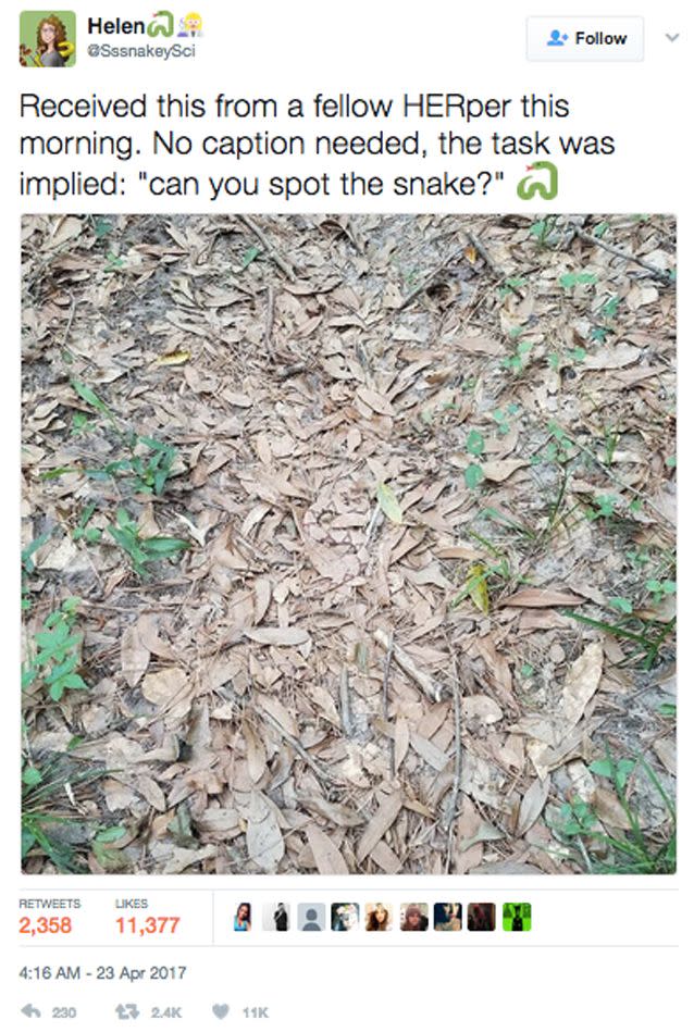 The poisonous snake does a great job at hiding in the leaves. Photo: Twitter / Helen @SssnakeySci: Jerry Davis
