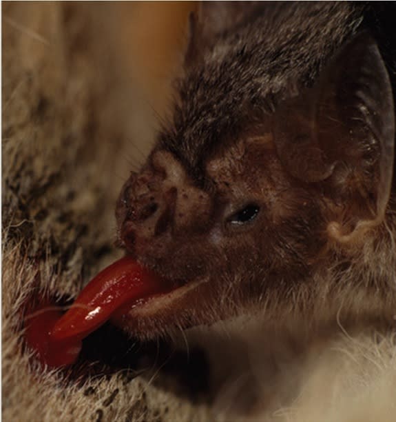 A vampire bat feeding on blood. Vampire bats are the only mammals that feed exclusively on blood.