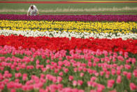 SCHWANEBERG, GERMANY - APRIL 27: A visitor plucks tulips from a self-service tulip field on April 27, 2012 near Schwaneberg, Germany. Spring weather is finally taking hold in Germany with temperatures expected to reach 28 degrees Celsius by the weekend. (Photo by Sean Gallup/Getty Images)