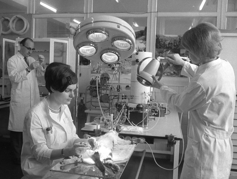 FILE - An April 21, 1969 photo from files showing a view of a laboratory of the pharmaceutical company "Chemie Gruenenthal", in Stolberg, near Aachen, West Germany, during an animal experiment April 21, 1969 as prosecuters came to inspect the manufacturer of the drug Thalidomide, which was prescribed by doctors as harmless sleeping drug to pregnant women and caused the miscarriage and birth of thousands of crippled children. The maker of a notorious drug that caused thousands of babies to be born with shortened arms and legs or no limbs at all in the 1960's has finally apologized. Thalidomide was given to pregnant women to combat morning sickness but led to a wave of birth defects in Europe, Australia, Canada, Japan and the U.S. Despite the words of contrition, the drug maker Gruenenthal has refused to settle lawsuits, the most recent involving class actions in Australia. (AP Photo/File)