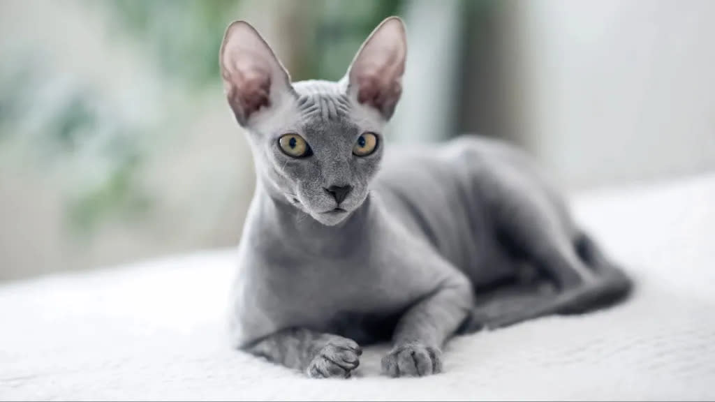 A small gray domestic cat Sphynx cat