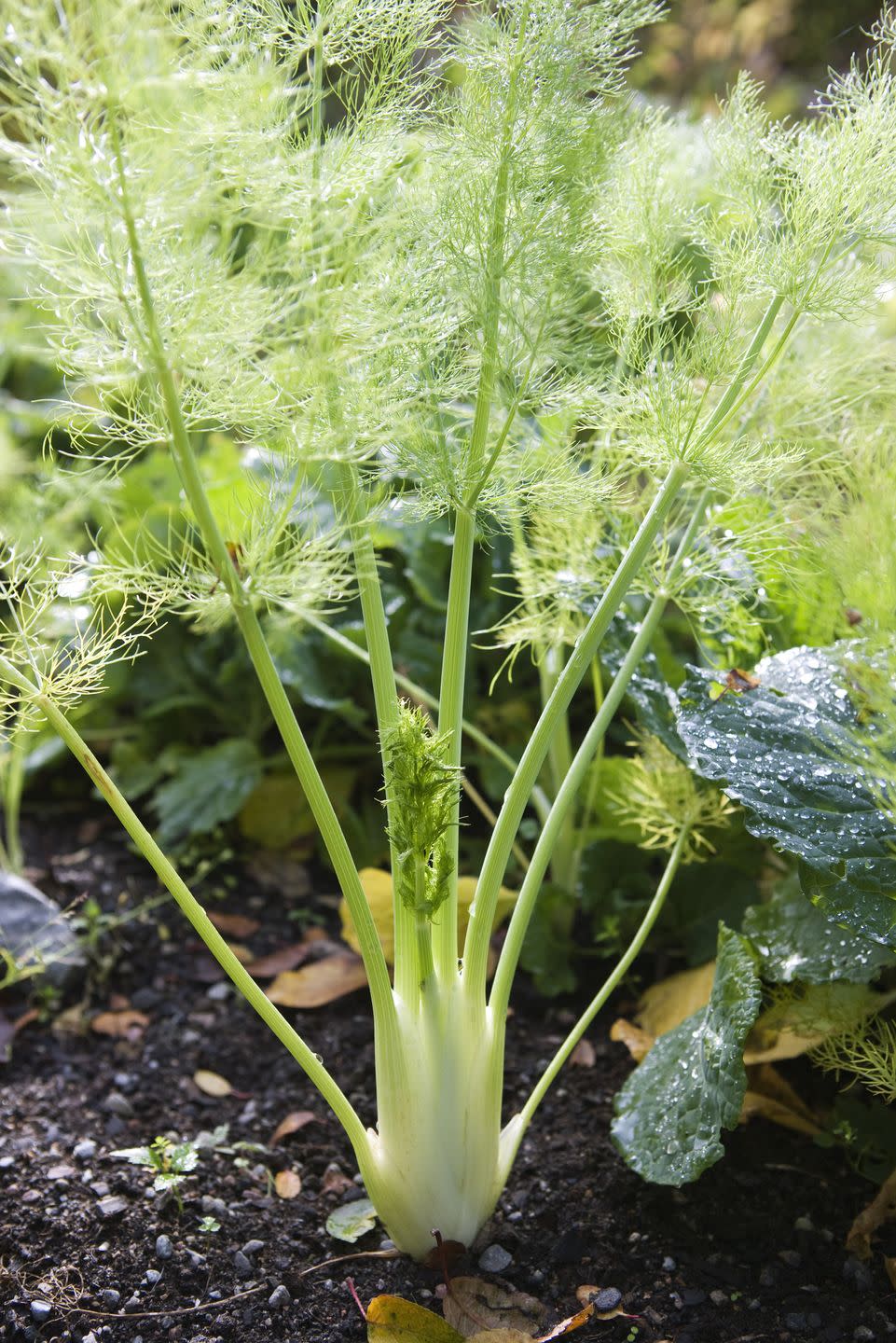 plants that repel mosquitoes fennel