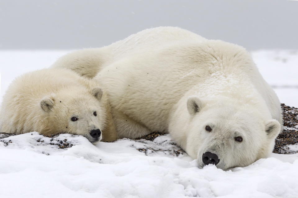 北極熊擁有兩層皮毛，外層的護毛可以保護內層在海中不被弄濕，游水後只需要搖動身體就能回復乾爽！ (Sylvain CORDIER/Gamma-Rapho via Getty Images)