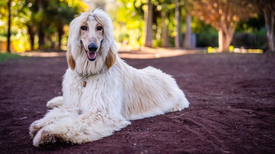 Afghan Hound