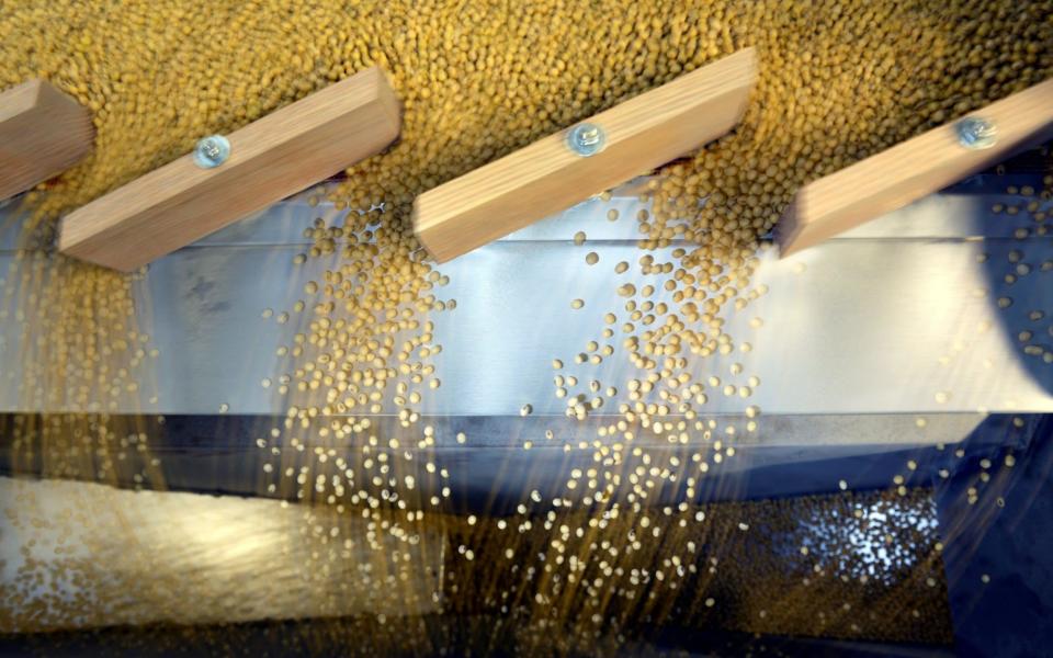 Soybeans have created major twists in the China-U.S. trade war. (Credit: The Telegraph)