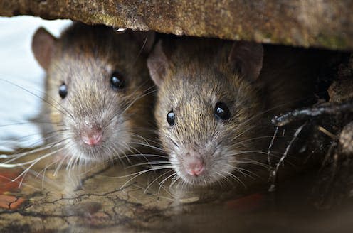   <span class="attribution"><a class="link " href="https://www.shutterstock.com/image-photo/two-cute-curious-brown-rats-looking-295110965" rel="nofollow noopener" target="_blank" data-ylk="slk:Gallinago_media/Shutterstock;elm:context_link;itc:0;sec:content-canvas">Gallinago_media/Shutterstock</a></span>