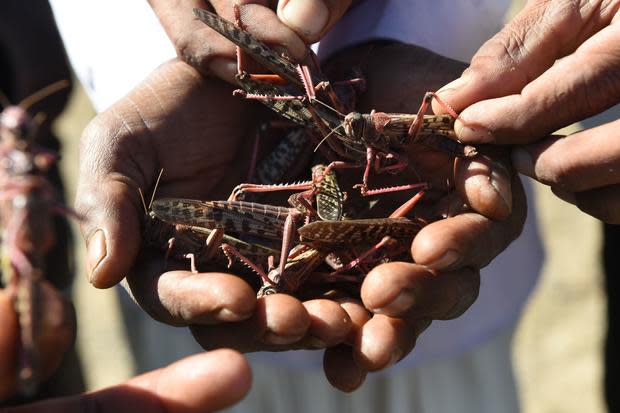 INDIA-AGRICULTURE-ENVIRONMENT-LOCUSTS 