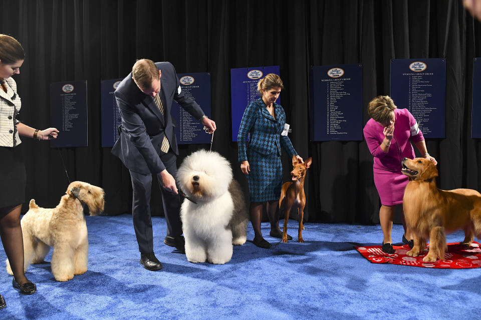 Best in Group dogs, including a soft-coated wheaten terrier, an Old English sheepdog, a pharaoh hound and a golden retriever, wait backstage before competing for the Best in Show award, which went to a bulldog. (Photo: Mark Makela via Getty Images)